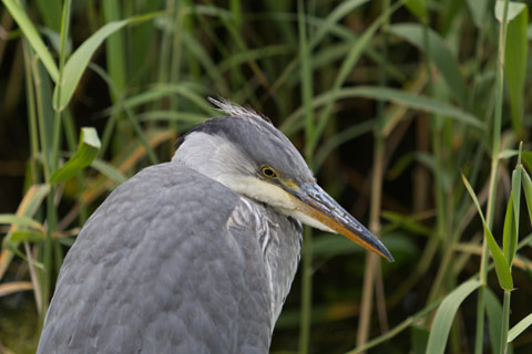 Relaxed Grey Heron surrounded by reeds
