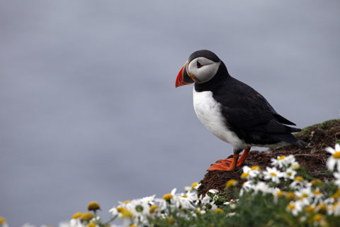 Colourful Puffin standing on a daisy covered cliff-edge