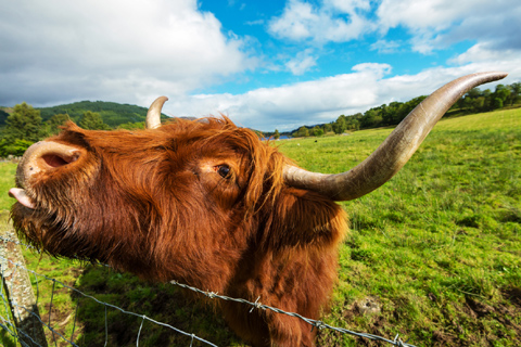 A honey-coloured Highland Cow or Hairy Coo scratches on a fence