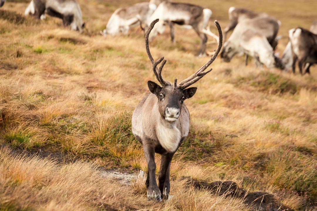 Cairngorm Reindeer