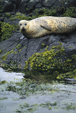 Common Grey Seal basking on a rock covered in seaweed