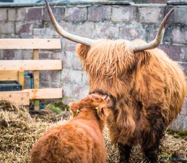 Highland Cattle at Taste Perthshire