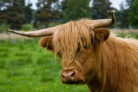 Close up of a brown Highland Cow