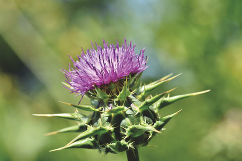 Close up of a thistle, purple flower with body of thorns