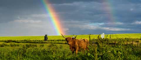 A Hairy Coo in a field with a rainbow behind